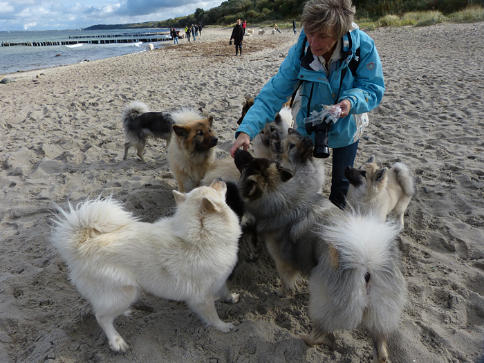 0034 am Strand gab es dann frische Sprotten vom Zuechter.JPG